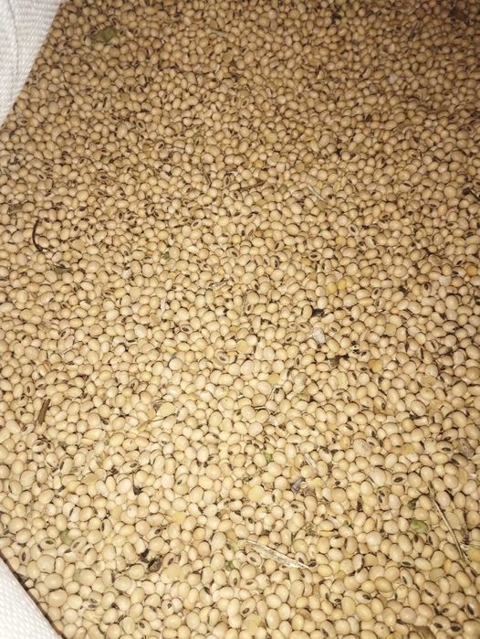 Soia  furajera pentru animale