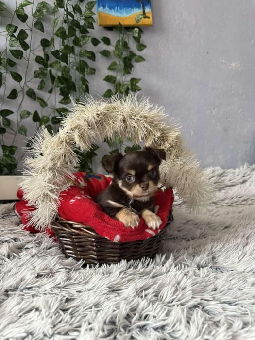 Чихуахуа момченца