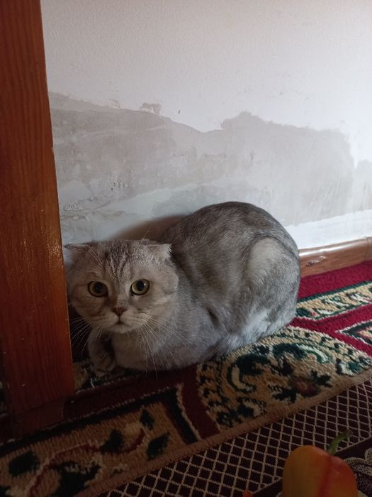 Пародный мысық сатылады