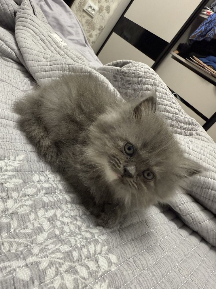 Котята 2мес сибирской породы