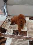 Pui Pudel Toy red