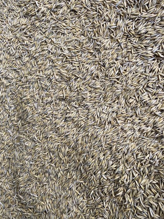 Ovaz de vanzare calitate buna