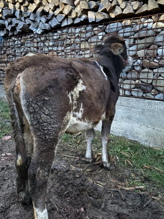 Vitea baltata de 6 luni