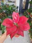 Aglaonema qizil красная аглаонема