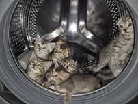 Продаются породистые котята Скоттиш фолд и страйт. 2 месячные.
