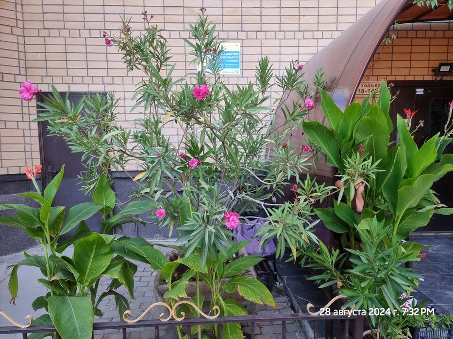 Продам большой  олеандр