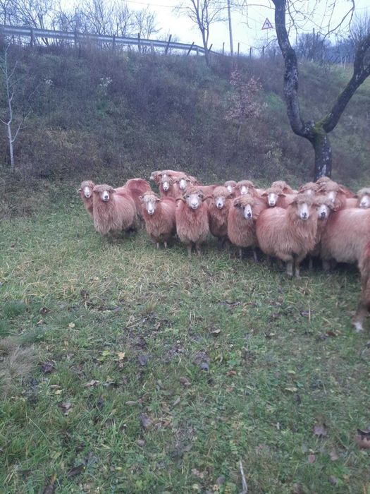 Vând 30 oi tinere – ideale pentru fermă