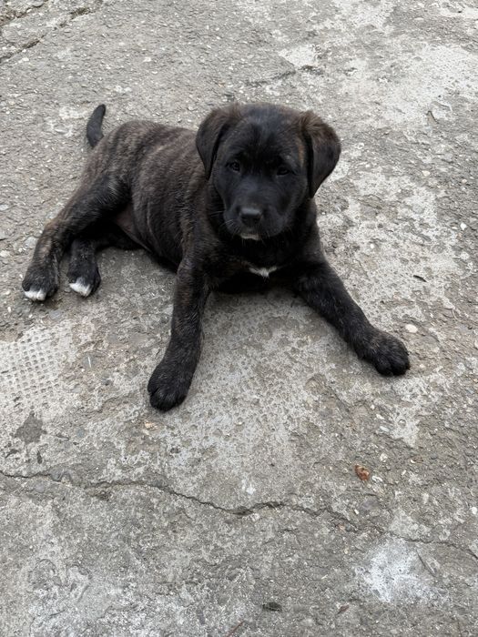 Donez doi caței, mama labrador cu brak german, tată necunoscut