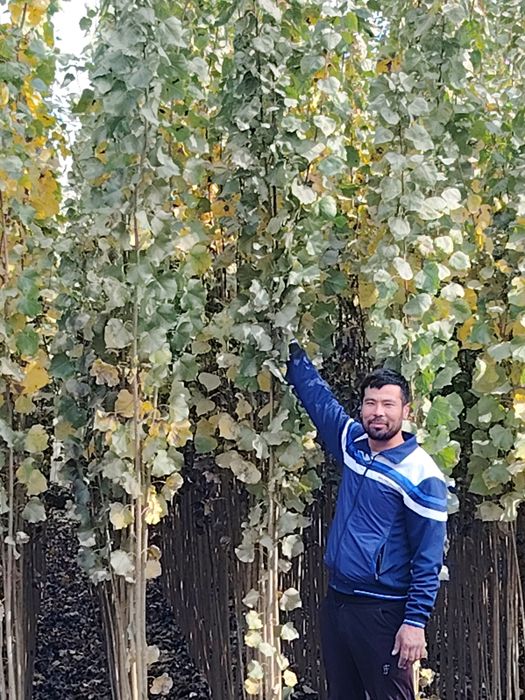 Terak koʻchatlari ( kochat кочат кучат )