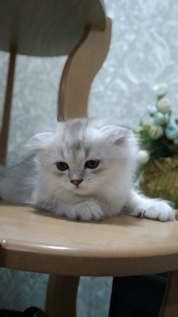 Серебристые Котята