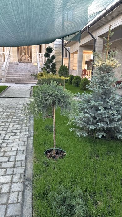 Автополив - газон,сажать газон,озеленение,посадка газона,монтаж автопо