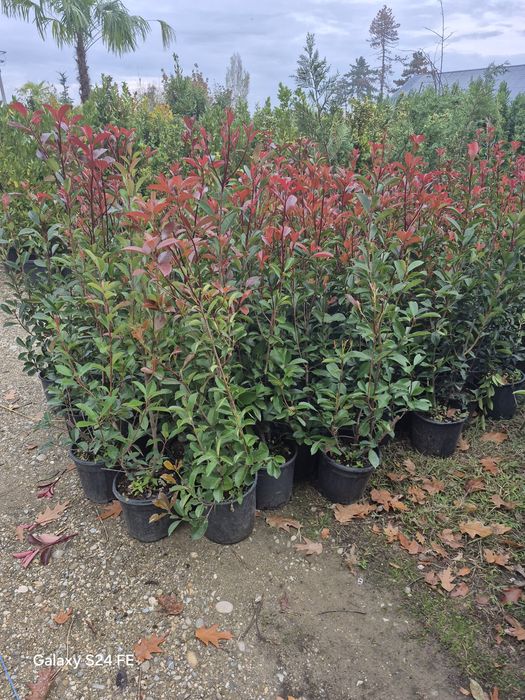 Potinia  prunus plante
