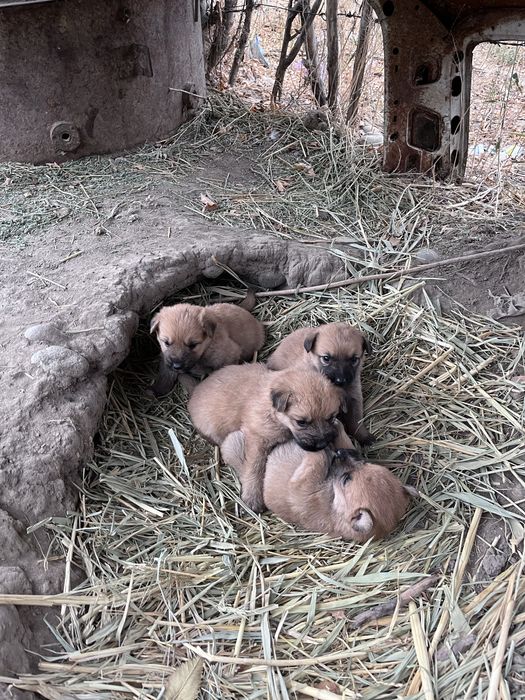 Овчарка күшіктері шенки овчарки