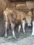 Vând taur Belgian