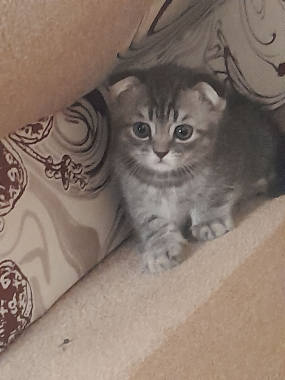 Продам Катенька породы Scottish fold british..