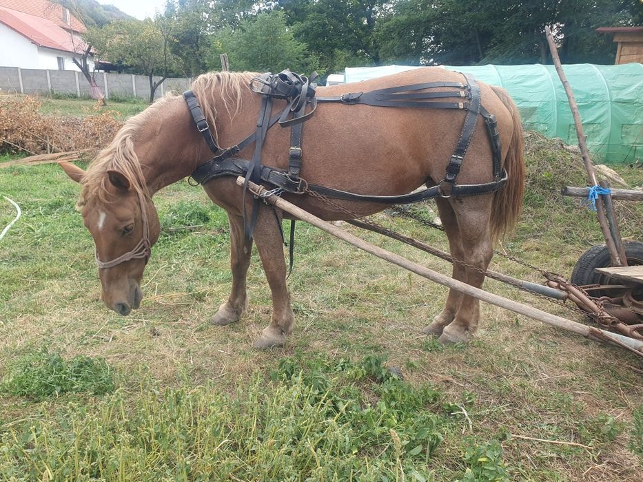 Vând iapă cuminte, foarte bună de muncă