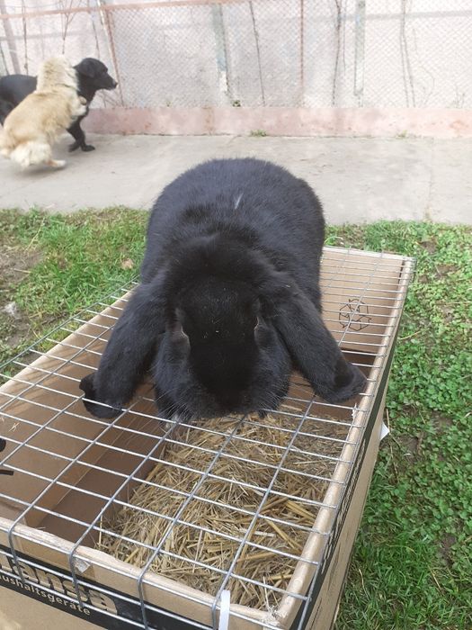 Vănd iepuride rasă masculi