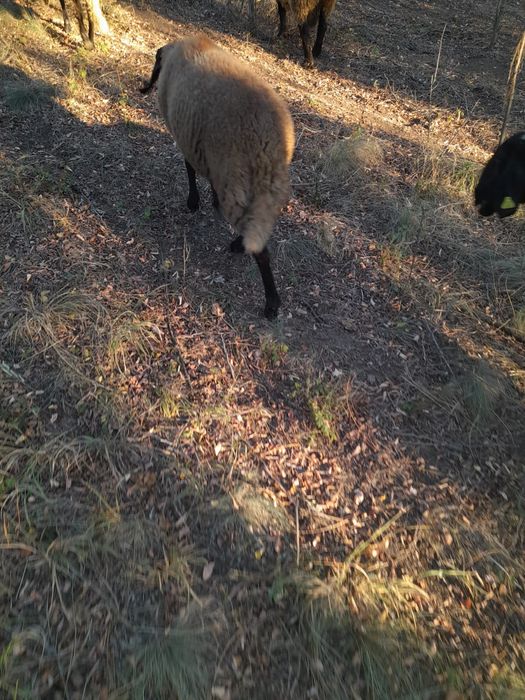 Berbeac sulfoc și carabasi