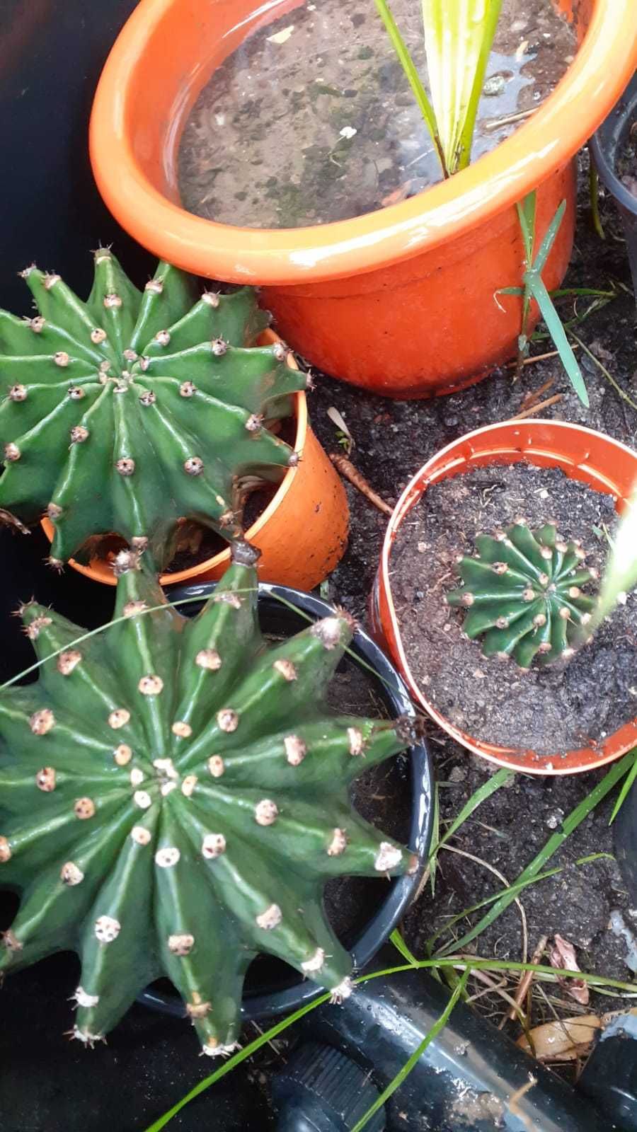 Cactusi plante ornamentale soiuri diverse care fac flori
