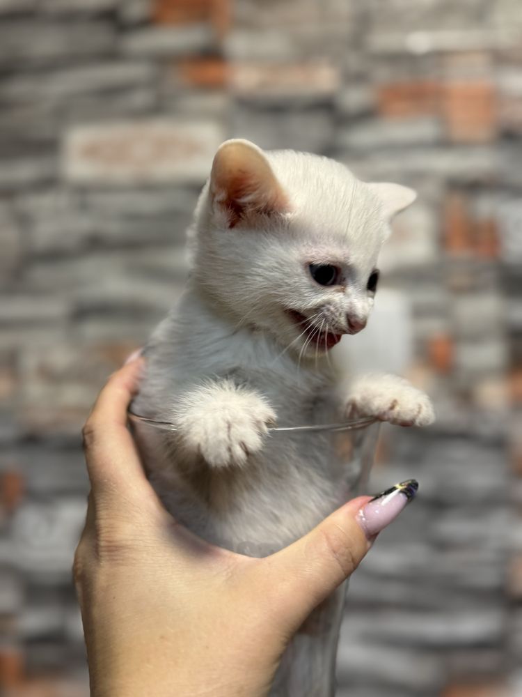 Белые котята мышеловы