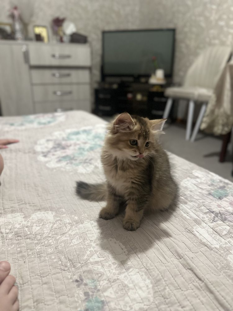 Котенок шиншилла девочка, срочно