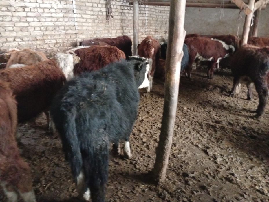 Greyfrut, Mikki Maus smental mollari