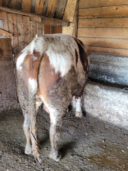 Vand 6 tauri foarte buni