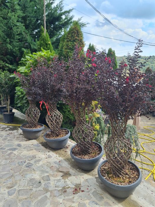 Plante ornamentale