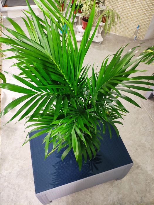 ХАМЕДОРЕЯ разновидность пальм