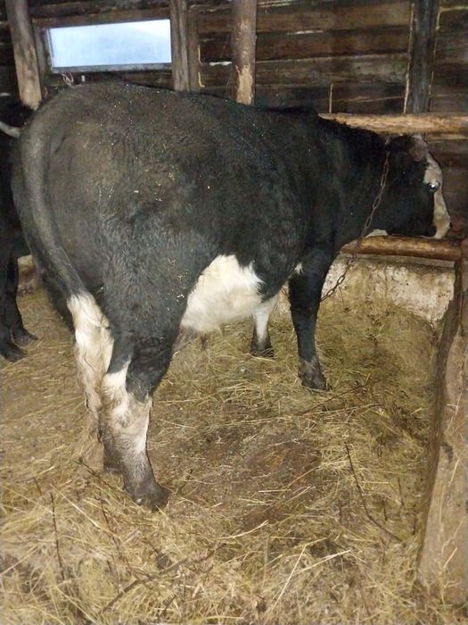 Продам бычков, 2 белоголовых и 1 черный