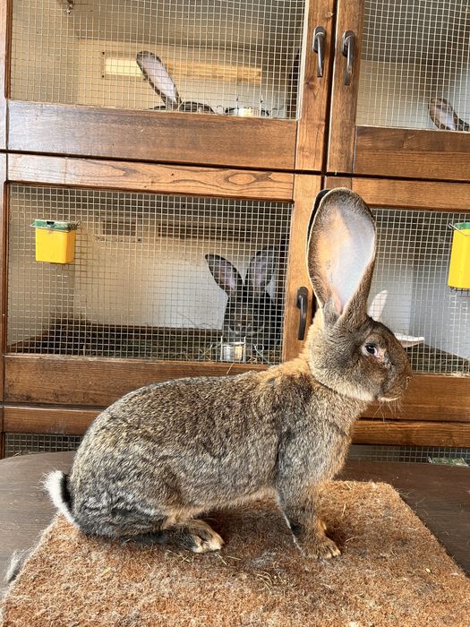 Mascul si Femela Urias German Gri