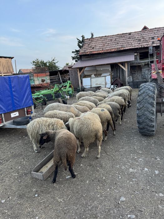 Oi si miei de vanzare sau schimb