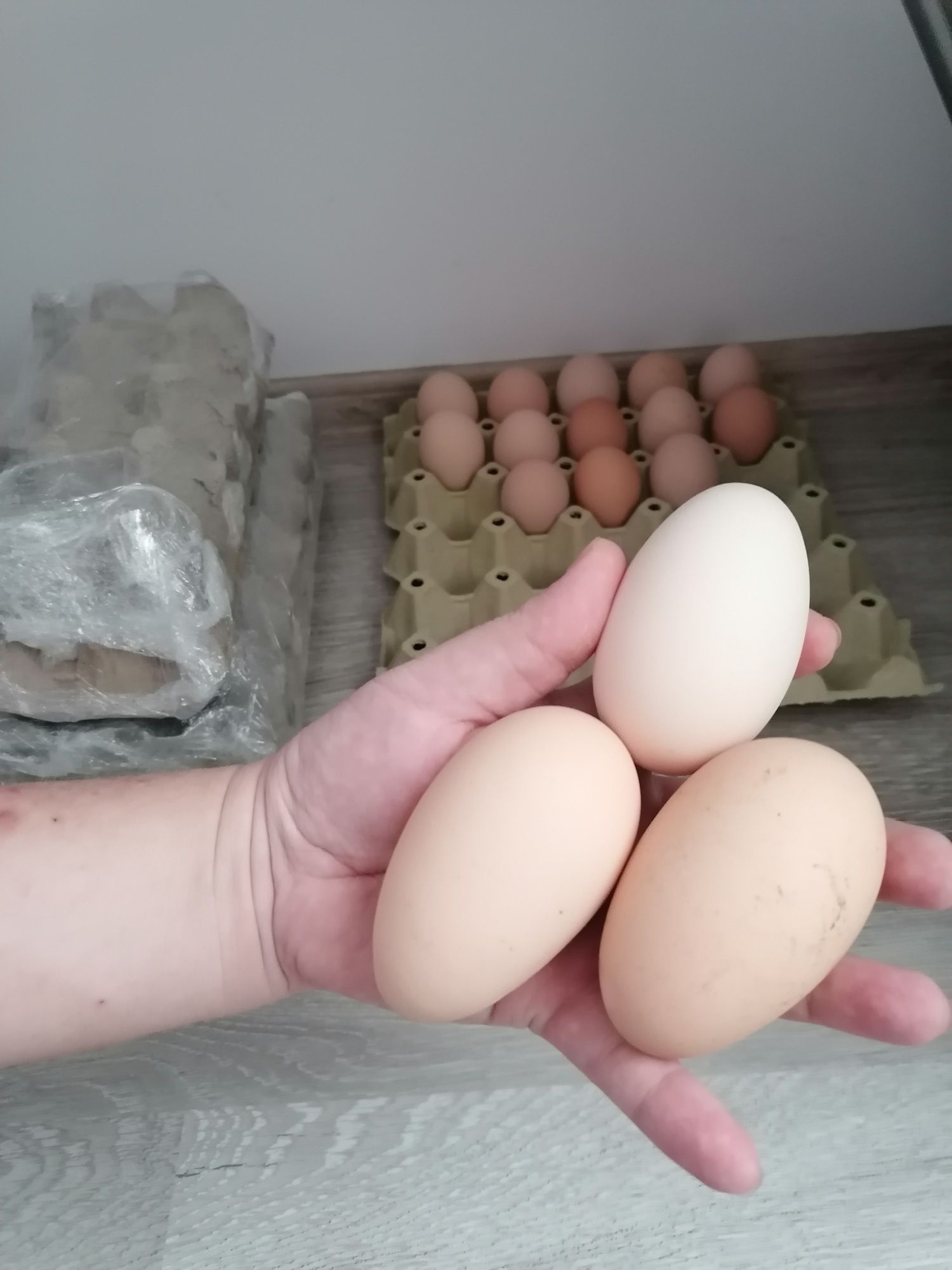 Яйца за люпене от породисти Кокошки, възможно и пиленца!