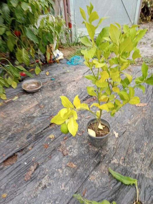 vand lamai de diferite varste ( de la 1  până la 8 ani )