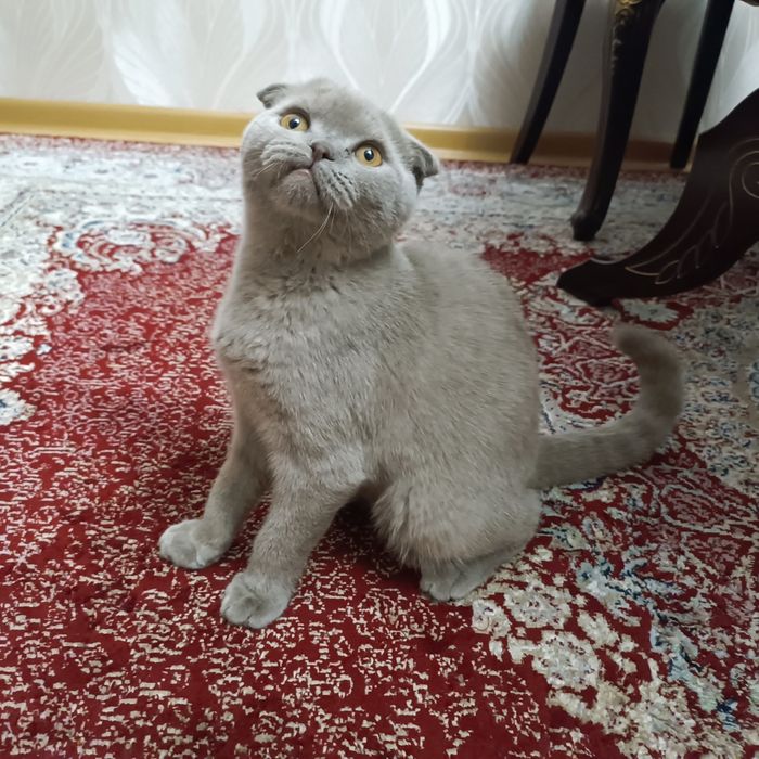 Отдам в хорошие руки мальчик Вислоухий шотландец