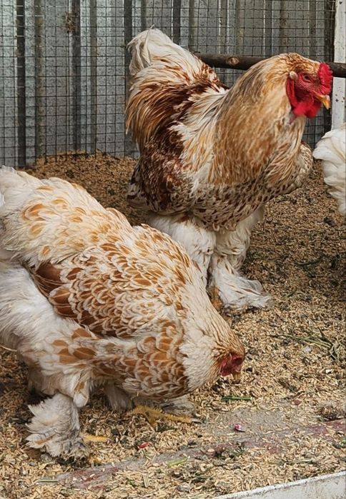 Брама   зотли товукларни  10 кунли жужаларни сотаман