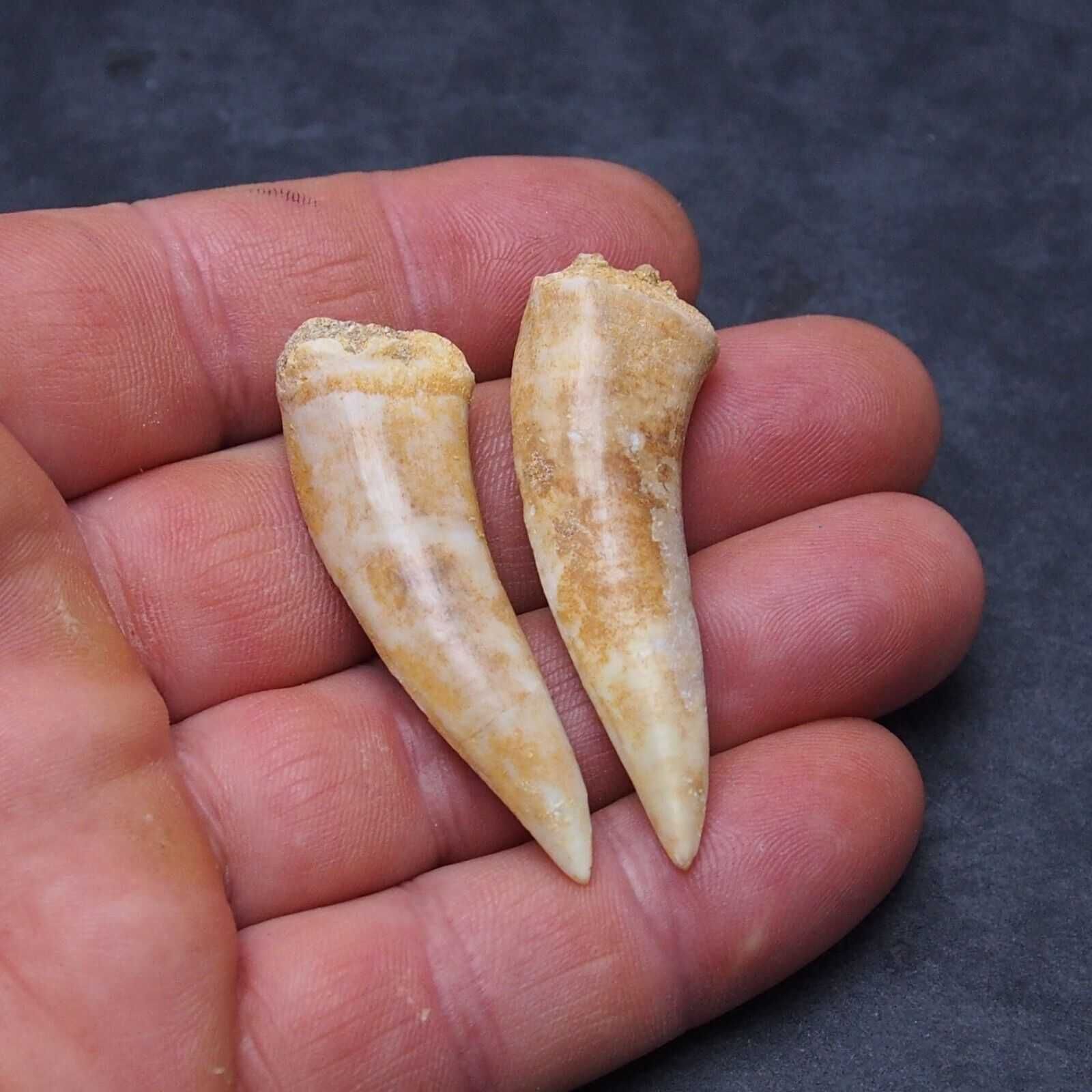 Фосилни зъби на Enchodus Libycus - Късна Креда (66 - 100.5 Ма)