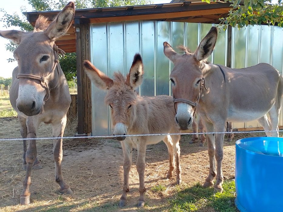 Продавам Магарешко мляко