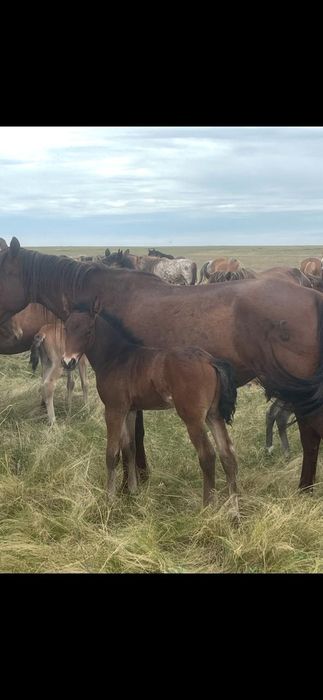 Жеребята, жабагылар