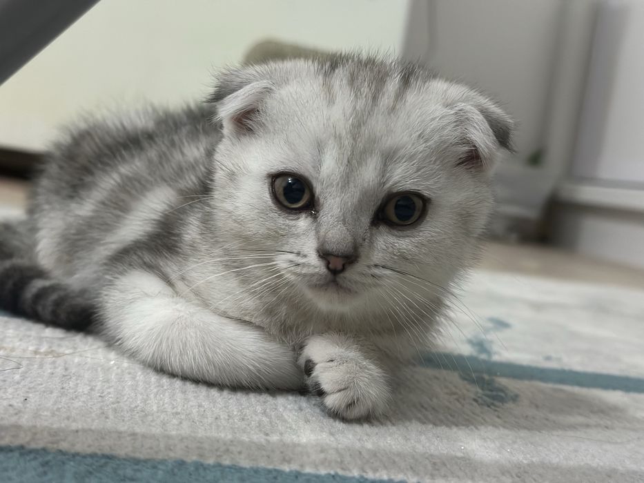 Шотландская вислоухая и прямоухая котята