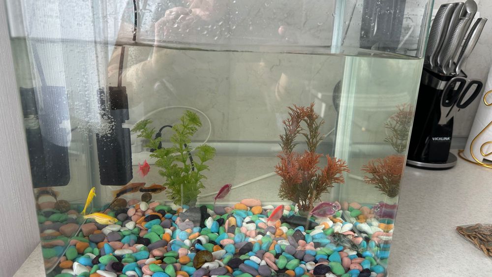 Аквариум с рыбками