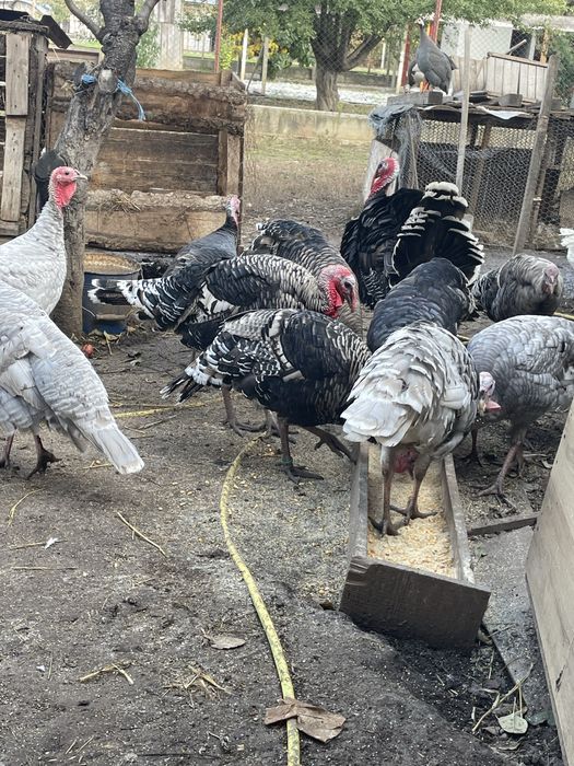 Disponibili curci si curcani