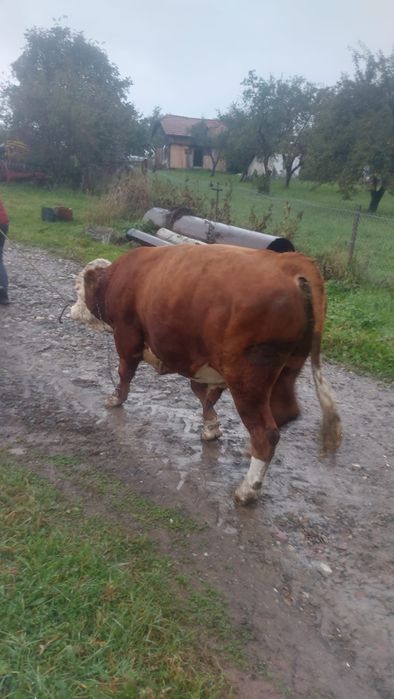Vând tauri de monta.
