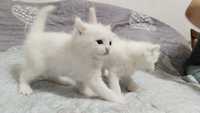 Продаются белые котята