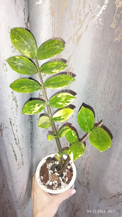 Продается Шикарный Замиокулькас вариегатный