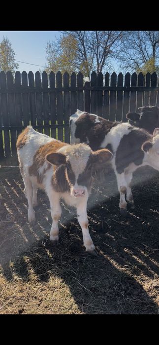 Vând 8 viței de rasă bună