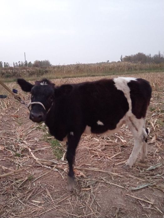 Buqa Va Gunajin Sotiladi Yeb Ichishi Zor Soğlom