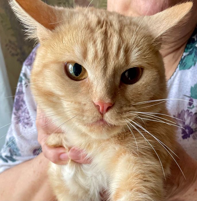 Красивый рыжий котик в добрые руки!