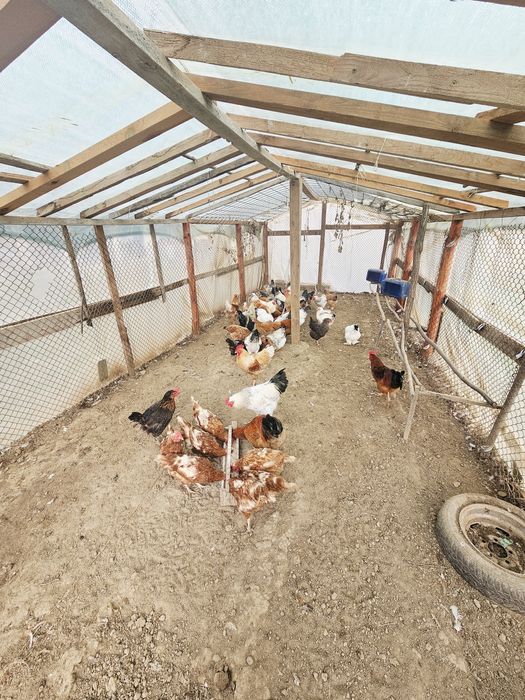 кокоши за месо и яйца