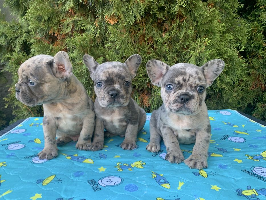 Френски Булдог French Bulldog